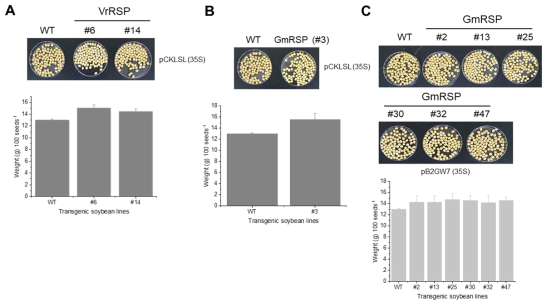 GmRSP1 (A), GmUCP(B) 및 VrRSP(C) 과발현 형질전환체의 수확 후 백립중 비교 분석
