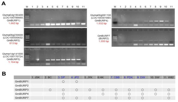 Semi-quantitative RT-PCR을 이용한 대두에서의 BURP-domain proteins을 코딩하는 유전자의 고온 스트레스 하에서의 발현 분석(A) 및 도식화(B). 1, 장수(JSK); 2, 백천(BC); 3,대풍(DP); 4, 진품2(JP2); 5, 장엽(JYK); 6, 황금(HK); 7, 충북백(CBB); 8, 팔달(PDK); 9, 대원(DW); 10, 소원(SW); 11, 윌리엄스 82(W82)