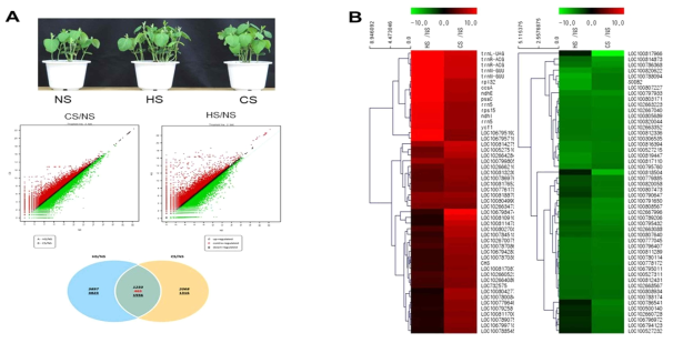 고온 및 저온 스트레스 하에서 공통의 유용 유전자(군) 발굴. (A) 정상(normal; NS), 고온(heat stress; HS), 저온(cold stress; CS)에 노출 정의 각각의 표현형(upper panel); 고온 및 저온 하에서의 윌리엄스 82(Willium 82; W82) 품종의 스트레스 반응 관련 RNA-Seq 기반 전사체 분석 후의 scatter plots(middle panel); 각각의 스트레스 하에서의 2배 이상 발현된 유전자 수(lower panel). 고온 및 저온 스트레스 처리 조건은 40℃에서 1시간, 5℃에서 1시간 처리하였다. 처리된 각각의 개체의 잎은 풀링(pooling) 시스템을 통하여 수확(harvesting) 후 액체질소에 바로 담갔다. 이후의 샘플의 잎을 RNA-Seq 분석에 사용되었다. (B) 고온 및 저온 스트레스 하에서의 10배 이상 공동으로 발현된 상위 50개 유전자의 heat map 분석