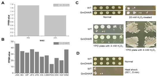 GmDHAR 과발현 효모 형질전환체의 스트레스 내성 분석. (A) W82에서 고온(HS) 및 저온(CS) 스트레스 하에서의 GmDHAR 유전자의 발현 분석. (B) 고온 스트레스에 노출된 다양한 품종에서의 GmDHAR 유전자의 발현 분석. JSK, 장수; BC, 백천; DP, 대풍; JP2, 진품 2; JYK, 장엽; HK, 황금; CBB, 충북백; PDK, 팔달; DW, 대원; SW, 소원; W82, 윌리엄스 82. (C) 산화적 스트레스(oxidative stress)에 노출된 공벡터(empty vector; p426GPD)만을 가지는 대조구(WT)와 GmDHAR 과발현 효모 형질전환체의 스트레스 내성 분석. 지수기(A600 = 2.0) 까지 성장한 효모 세포를 20 mM H2O2에 1시간 동안 처리 후 순차적인 희석(serial dilution)을 통한 spotting assay(upper assay); 동일한 시기까지 배양한 효모 세포를 4 mM H2O2가 첨가된(supplemented) YPD 배지에서의 spotting(lower left panel) 및 streaking assay(lower right panel). (D) 지수기(A600 = 2.0) 효모 세포의 고온 스트레스(55℃에서 5분 처리) 하에서의 spotting assay를 통한 스트레스 내성능 분석