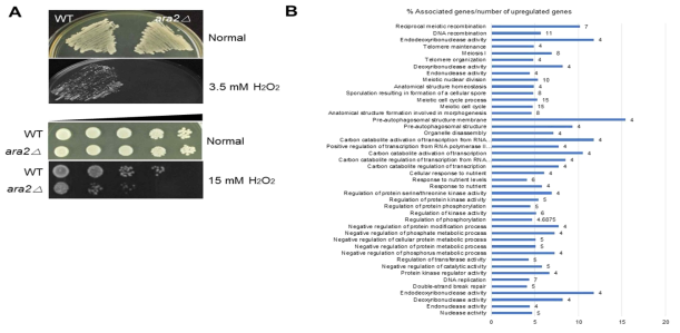 D-erythroascorbic acid(eAsA) 생합성 유전자인 ARA2 유전자가 결여된 ara2△ 효모세포에서의 스트레스 반응. (A) 대조구인 WT과 ara2△ 효모 세포에서의 산화적 스트레스 (oxidative stress) 하에서 스트레스 감수성(sensitivity) 분석. 지수기(A600 = 1.5)인 효모 세포에서의 3.5 mM H2O2가 첨가된 YPD 배지에서의 streaking assay (upper panel). 지수기(A600 = 1.5)인 효모 세포에서의 15 mM H2O2에 1시간 동안 처리 후 spotting assay를 통한 스트레스 반응(lower panel). (B) ara2△ 효모 세포에서의 RNA-Seq 기반 전사체 분석. 대조구(WT)에 비해 ara2△ 효모 세포에서 발현이 2배 이상 증가된 유전자의 ontology 분석. 표기된 숫자는 발현이 2배 이상 증가된 유전자의 백분율을 표기한 것이다