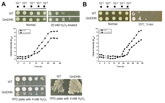 GmDHN 과발현 형질전환 효모 세포에서의 스트레스 반응. (A) 지수기의 효모 세포를 20 mM H2O2에 1시간 동안 노출시켰다. 그 후 YPD broth를 통해 순차적으로 10-4까지 희석 후 각각의 희석액의 5 μL를 YPD agar plate에 spotting하였다(upper panel). 20 mM H2O2 에 1시간 동안 노출된 세포는 두 번 수세 후 YPD 배지에 현탁 후 흡광도를 측정하였다 (middle panel). 지수기의 효모 세포를 streaking assay(lower right panel) 또는 10-9까지 순차적인 희석 후 4 mM H2O2를 함유하는 YPD agar 배지에 spotting assay를 하였다(lower left panel). (B) 고온 스트레스에 대한 반응은 산화 스트레스와 동일한 방법으로 수행하였다. 다만 고온 유도 조건은 55℃에서 5분이었다. WT, p426GPD만을 지니는 효모 세포; GmDHN, p426GPD::GmDHN을 지니는 효모 세포