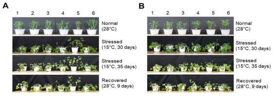 Sphingomonas sp. 및 ascorbic acid의 저온 스트레스 반응에 대한 효과 분석. 저온 스트레스 미세조류 기반 내성능 검정과 같은 방법으로 V1 stage의 대원 콩 묘목을 가지고 수행하였다. 저온 스트레스 유도는 growth chamber 하에서 15℃에서 35일간 처리 후 28℃에서 9일간 회복능을 모니터링 하였으며, 현재도 진행 중에 있다. (A) Stationary phase까지 자란 Sphingomonas sp. 배양액을 이식 후 3일 간격으로, 저온(15℃)에서는 7일 간격으로, 회복시기인 28℃에서는 다시 3-4일 간격으로 약 150 mL씩 주입하였으며 표현형 분석을 통해 내성능 검정을 확인하였다. 1, 일반관개수(수돗물); 2, 1차증류수(deionized distilled water); 3, Sphingomonas sp. 배양 배지(R2A medium); 4, 원심분리 후 Sphingomonas sp. 배양액의 상등액; 5, 원심분리 후 cell pellets을 R2A 배지에 현탁한 용액; 6, 원심분리하지 않은 Sphingomonas sp. 배양액. (B) 동일한 대원 콩 묘목을 Sphingomonas sp. 기반 저온 스트레스 내성능 검정과 동일한 방법으로 전개하였다. Ascorbic acid 처리의 최종 농도는 1 mM로 하였다. 1, 2, 3, 1차증류수(deionized distilled water); 4, 5, 6, 1차 증류수에 현탁한 ascorbic acid solution