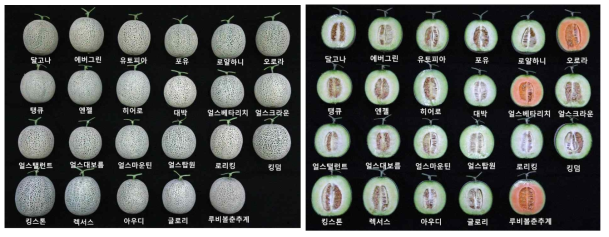 가을재배 멜론 23품종의 과실 형태