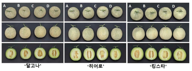 배지 용량에 따른 재식밀도별 멜론 3품종의 수확 후 과실 모습 (A, 10L/2.2; B, 10L/3.0; C, 20L/2.0; D, 20L/2.7)