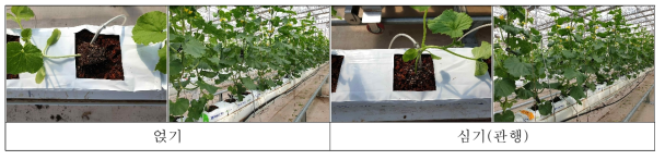 아주심기 방법에 따른 재배 모습