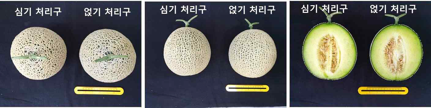 아주심기 방법에 따른 과실특성 비교