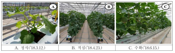멜론의 생육단계별 생육 상황