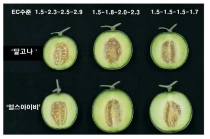 급액농도에 따른 품종별 과실 생육 특성