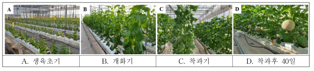 멜론의 생육단계별 생육 상황
