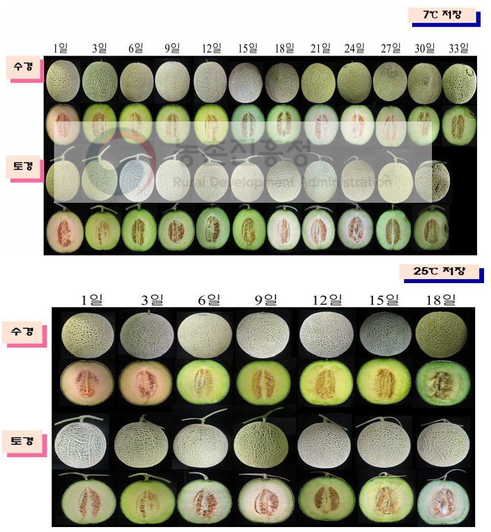 멜론의 재배방법과 저장온도에 따른 외관