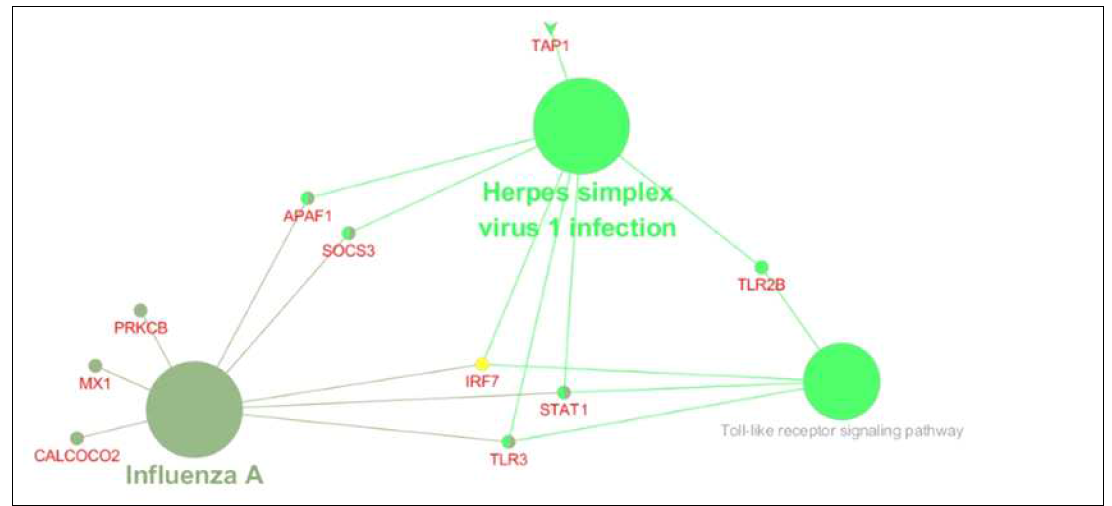 저항성 VS 감수성 차등발현 유전자에 대한 KEGG Pathway enrichment 분석 결과 –감염 후(Infection) 1일차 폐(Lung): 83 genes. : 3개의 주요 대사 경로(Influenza A, Herpes simplex virus 1 infection, Toll-like receptor signaling pathway)들이 관여되며 세 경로에 공통으로 포함되어 있는 허브 유전자는 IRF7, STAT1, TLR3로 나타남