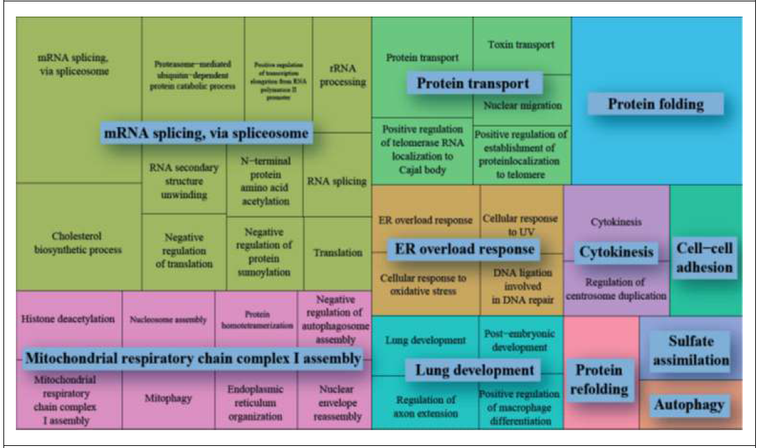 저항성 VS 감수성 감염 후(Infection) 3일차 기관지(Trachea): Gene ontology 분석 –down regulated gene 대상