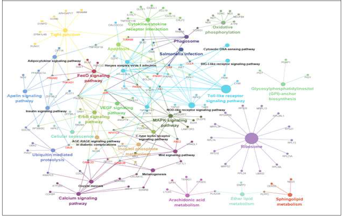 저항성 VS 감수성 감염 후(Infection) 3일차 기관지(Trachea): Network 분석 결과. (Cytoscape의 ClueGO 이용) : 저항성 계통에서 발현이 증가(Up-regulated) 되는 유전자(DEGs)에서 enriched 되는 KEGG pathway 대상 네트워크 분석 결과, 면역 관련 대사 경로(Cytokine-cytokine receptor interaction, Toll-like receptor signaling pathway, influenza A 등) 간 상호작용 (Interaction)에 STAT4, JUN, TLR4, FASLG, IFNGR1, CCL4, PIK3CA 유전자가 관여함을 확인