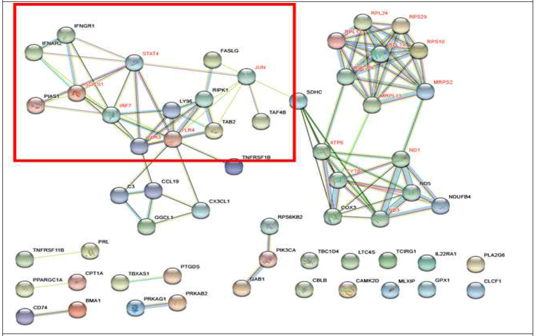 저항성 VS 감수성 감염 후(Infection) 3일차 기관지(Trachea): Protein-Protein interaction network 분석 결과(STRING). : 저항성 계통에서 발현이 증가(Up-regulated) 되는 유전자(DEGs) 대상 KEGG pathway 분석 시 유의한 대사 경로에 포함되는 유전자 대상 protein-protein interaction network 분석 결과, STAT4, JUN, TLR4, TLR3, IRF7, SOCS1 유전자가 네트워크의 주요 허브 유전자 인 것으로 판단(기준: Protein connection 7번 이상, 면역 관련 대사 경로에 포함된 유전자)