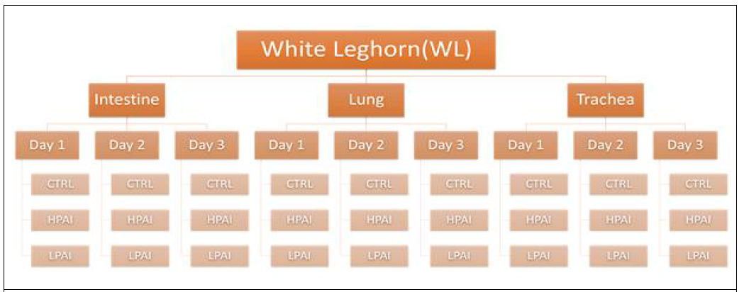 Outline of whole transcritpome sequencing and small RNA-sequencing of HPAI or LPAI infected White Leghorn chickens samples