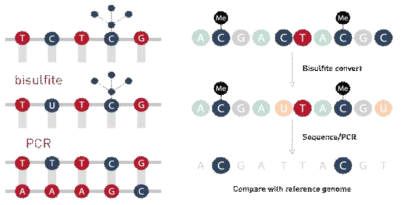 Bisulfite sequencing principle (https://www.diagenode.com/en/categories/bisulfite-conversion)