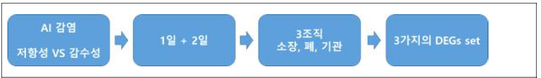 AI 저항성/감수성 계통 차등발현 분석 2차 분석 모식도