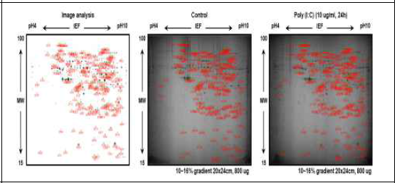 Poly (I:C)로 자극된 닭 섬유아세포의 단백체 분석