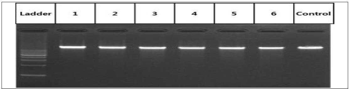 Genomic DNA of Poly (I:C) stimulated DF-1 cells for RRBS