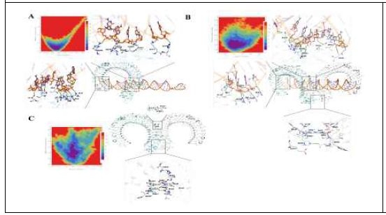 Interaction between dsRNA and TLR3 wild type