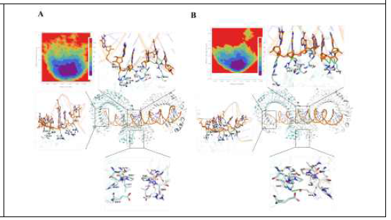 Interaction between dsRNA and TLR3 mutants