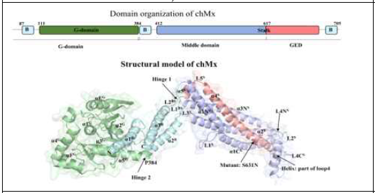 Domain and structural organization of chicken Mx protein