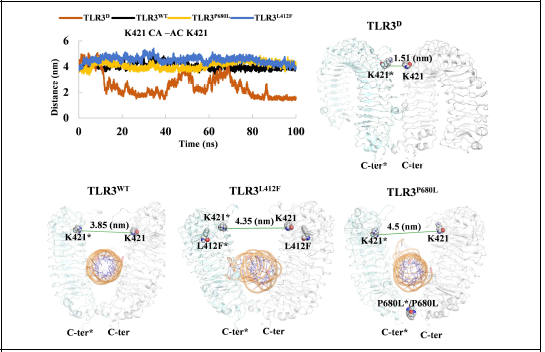 Distance between the central region of individual TLR3 ECDs