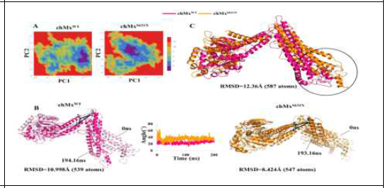 Structural differences between chMxWTand chMxS631N