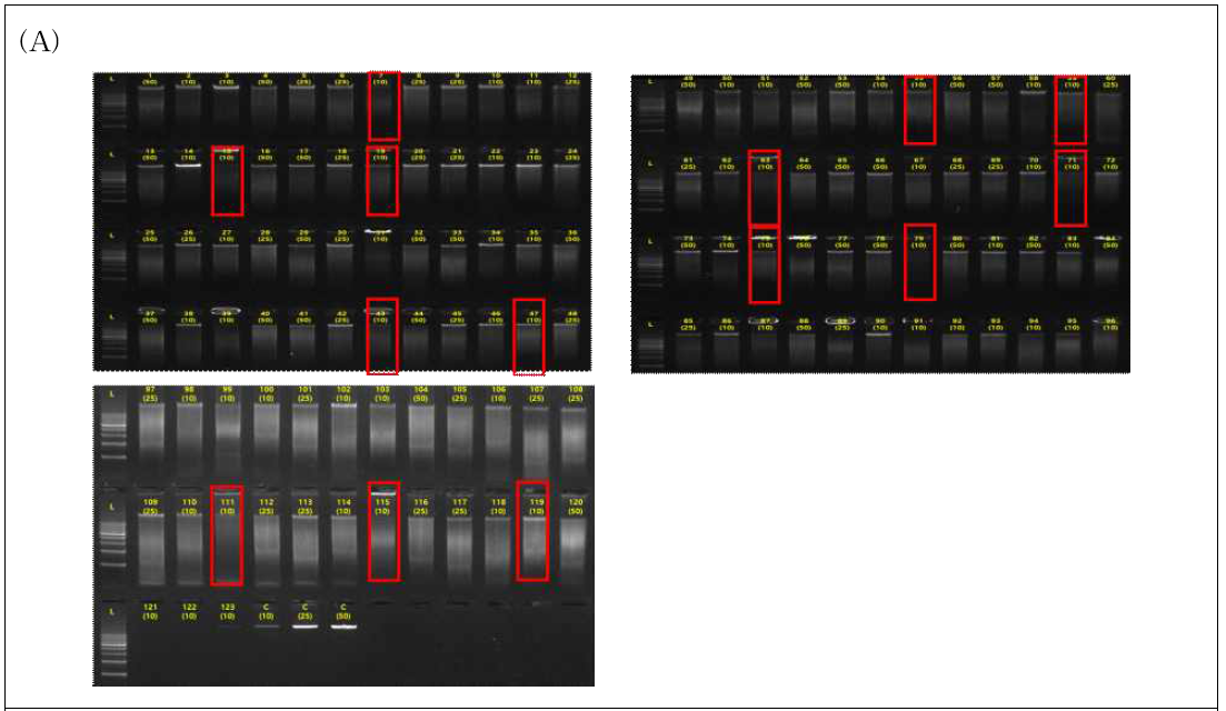 Selected genomic DNAs for BSAS analysis