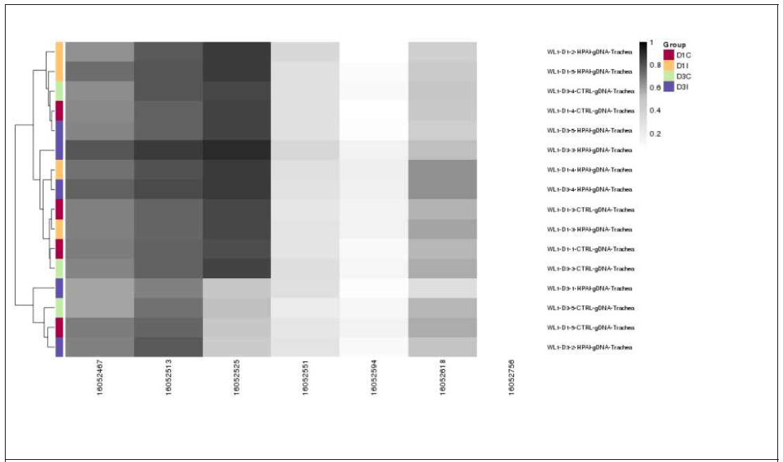 Dendogram analysis to check sample clustering from the methylation value of CpG sites in IRF7 gene from the trachea of White Leghorn chickens