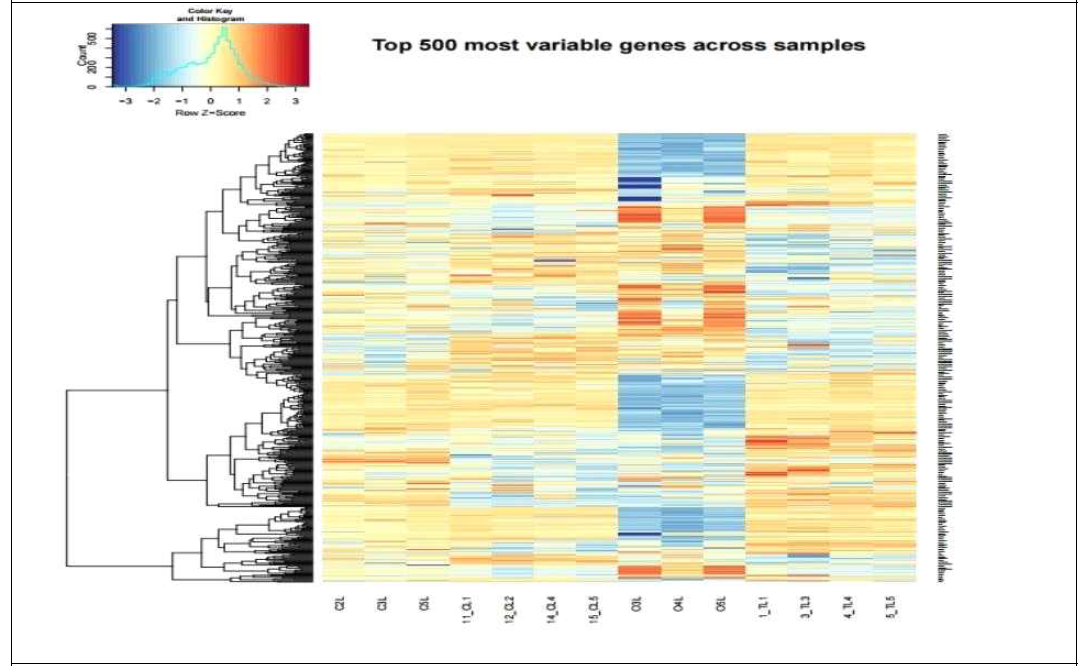 Heatmap of differentially expressed genes from Ogye liver tissues