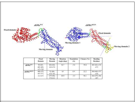 Inter domain analysis of both chMxWTandchMxS631N. fixed and moving domain ares hown for both wild-type and mutant