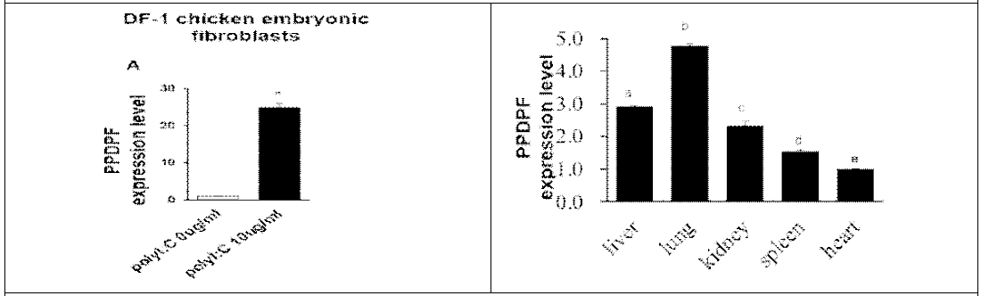 Expression and regulation of chicken PPDPF gene in chicken DF-1 cells