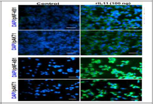 chIL-11 induces NF-κB signaling pathway. Immunocytochemical analysis performed for p-NF-κB1, p-AKT1, p-TAK1, and MyD88 signaling proteins in chicken cell lines