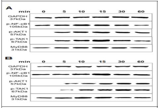 chIL-11 induces NF-κB signaling pathway. Western blotting with antibodies against p-NF-κB1, p-AKT1, p-TAK1, and MyD88