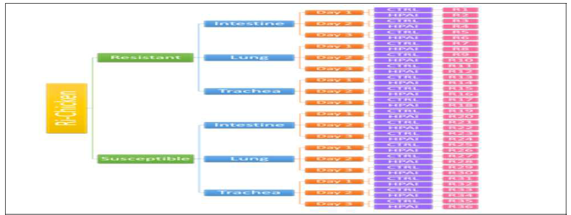 Ri chicken samples for small RNA sequencing