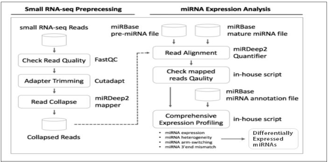 Work flow for small RNA sequencing and miRNA expression analysis