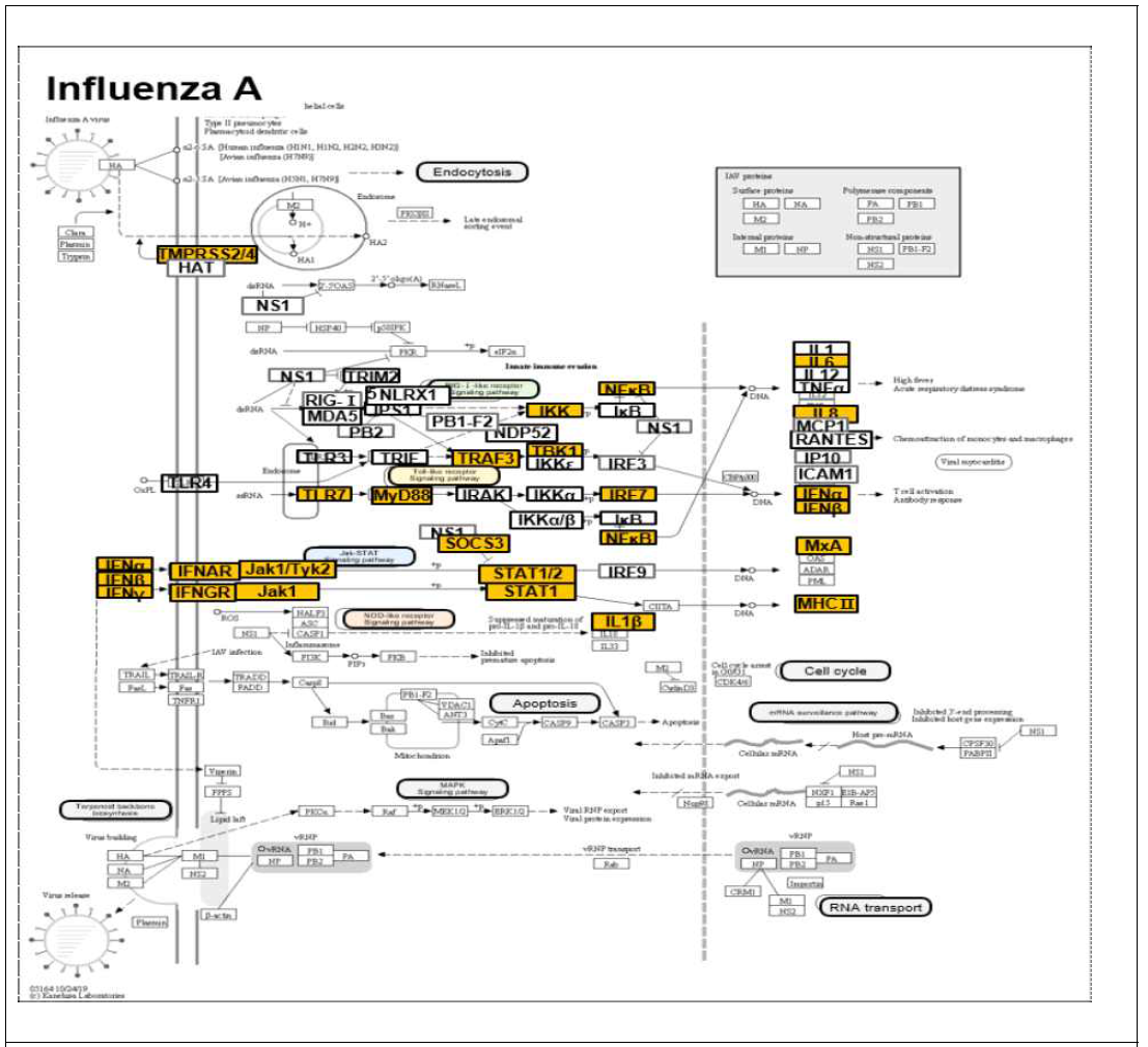 Influenza A pathway for quantitative RT-PCR analysis