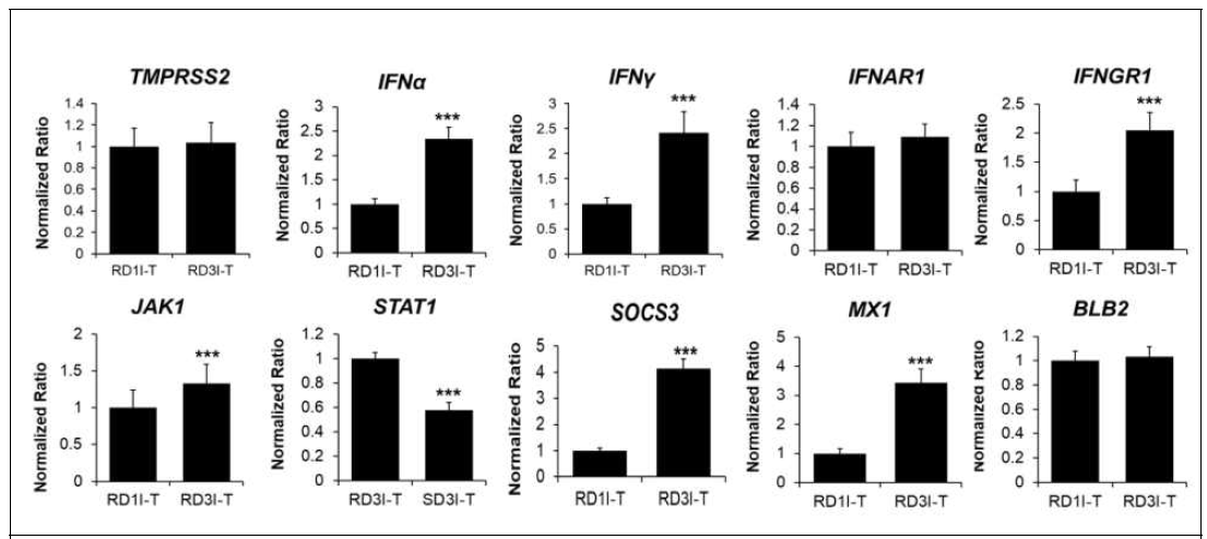 Quantitative RT-PCR for D1 HPAIV vs. D3 HPAIV resistant Ri chicken