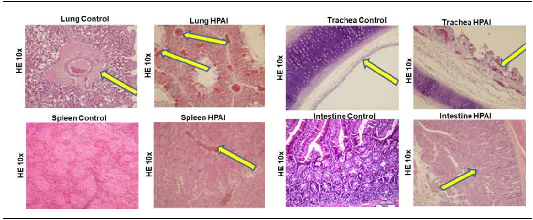 HPAIV가 감염된 화이트 레그혼 닭의 폐와 기도의 조직학 분석 결과