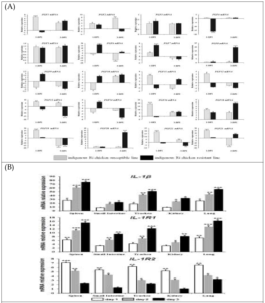 Comparative expressions of AIV infection related genes in HPAIV infected chickens. (A) chicken FGF family gene expression in tissues from HPAIV infected Ri-resistant and susceptible chickens. (B) Expression patterns of chicken IL-1R1 and IL-1R2 genes in tissues from HPAIV infected chickens