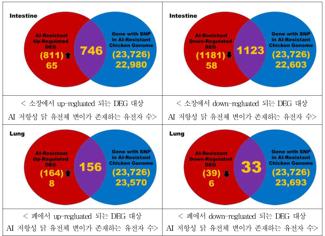 HPAIV가 감염된 저항성 닭의 소장과 폐에서 발굴된 차별발현 유전자의 변이