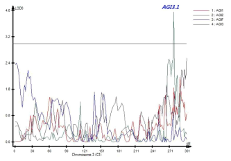 3번 염색체에서 탐색된 AGI 활성과 연관된 QTL