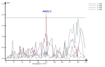 11번 염색체에서 탐색된 AGI 활성과 연관된 QTL