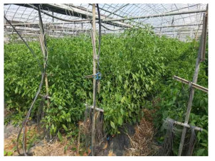 웅성불임을 보이는 AGI 고활성 잎전용 F1 품종의 유기농 농가 재배 현장