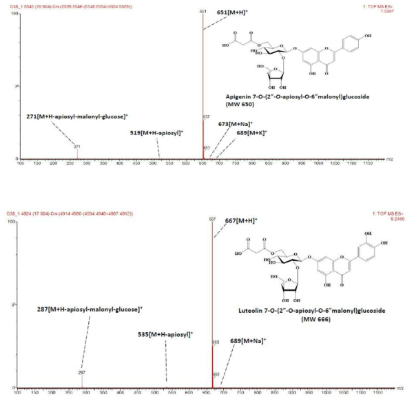 고춧잎에서 확인된 주요 플라보노이드 Apigenin 7-O-(2”-O-apiosyl -O-6” malonyl) glucoside과 Luteolin 7-O-(2”-O-apiosyl- O-6” malonyl) glucoside 분석결과