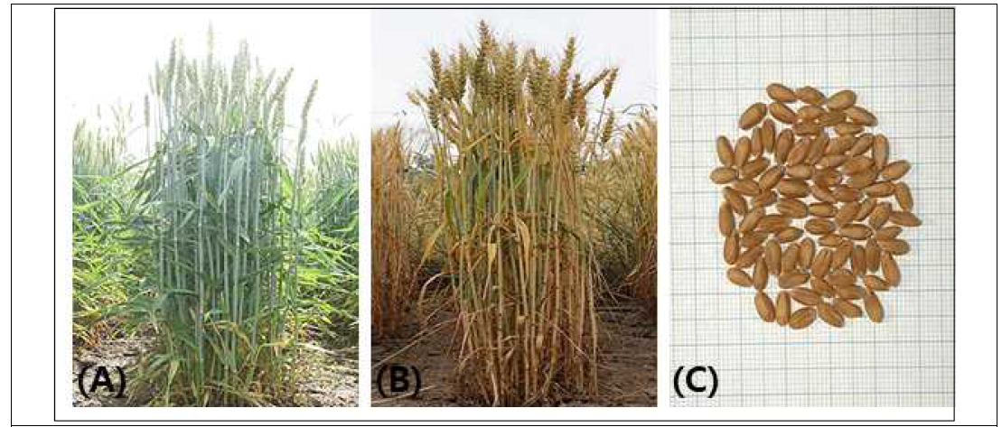 Phenotypes of ‘KOMAC9’ at (A) flowering, (B) ripening stage and (C) seeds