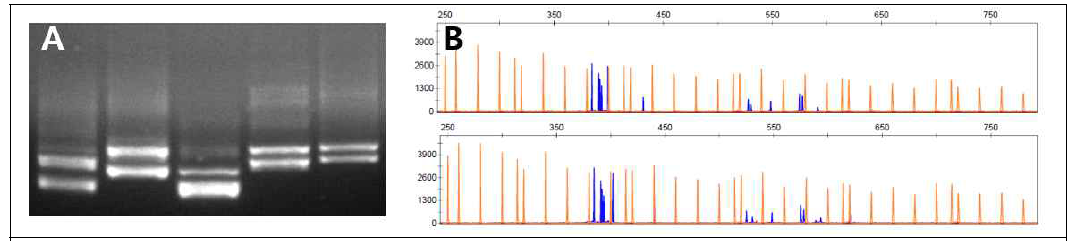 Comparison of the LMW-GS PCR product between (A) agarose gel electrophoresis and (B) capillary electrophoresis