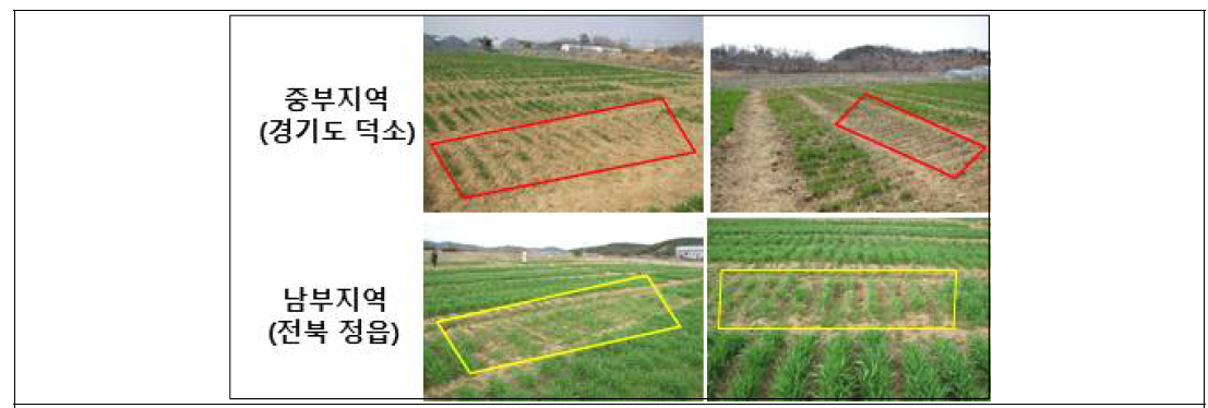 Freezing damage of Korean wheat cultivars during winter (‘17-’18)